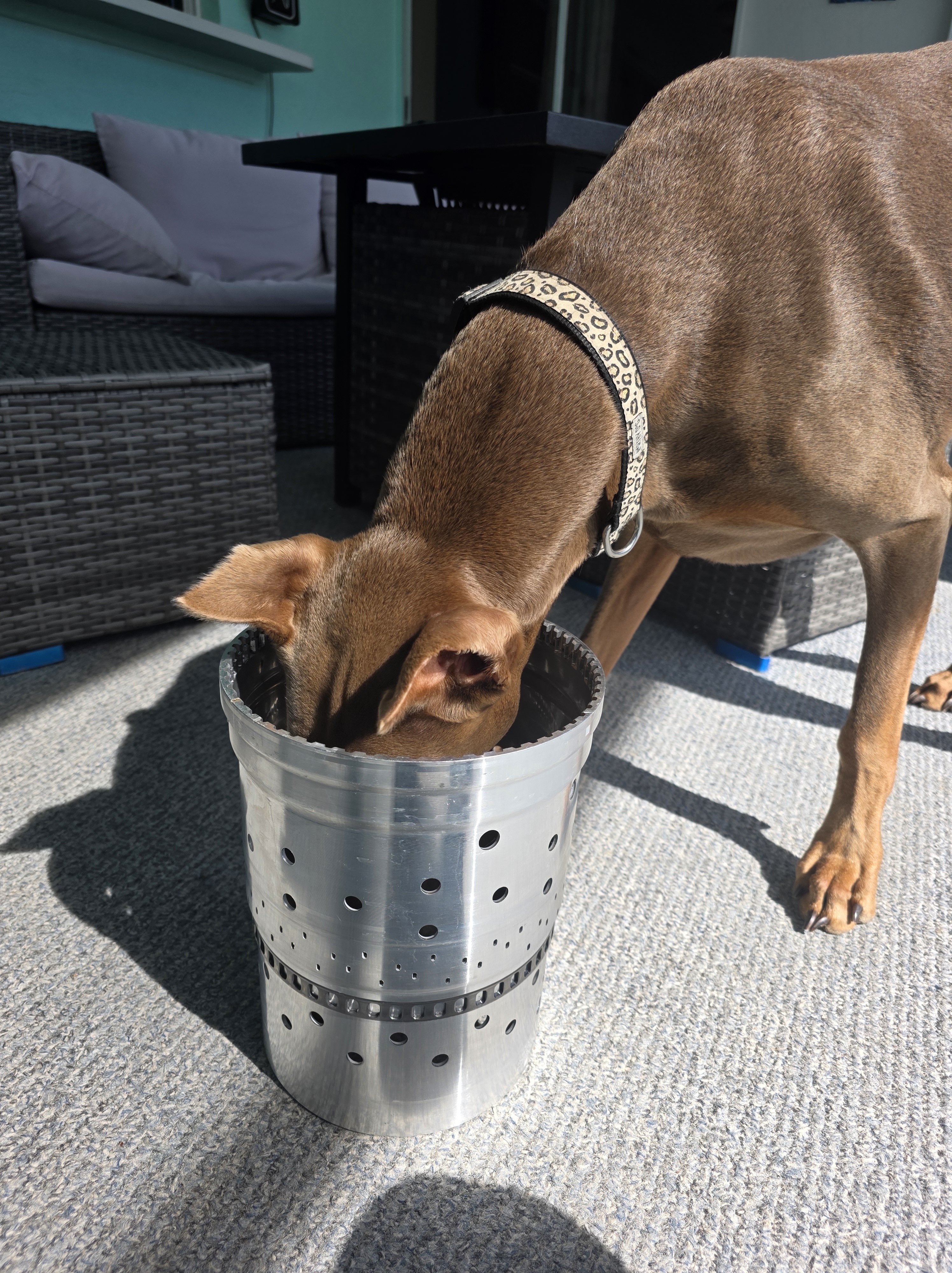 Shop dog checking out a transmission drum